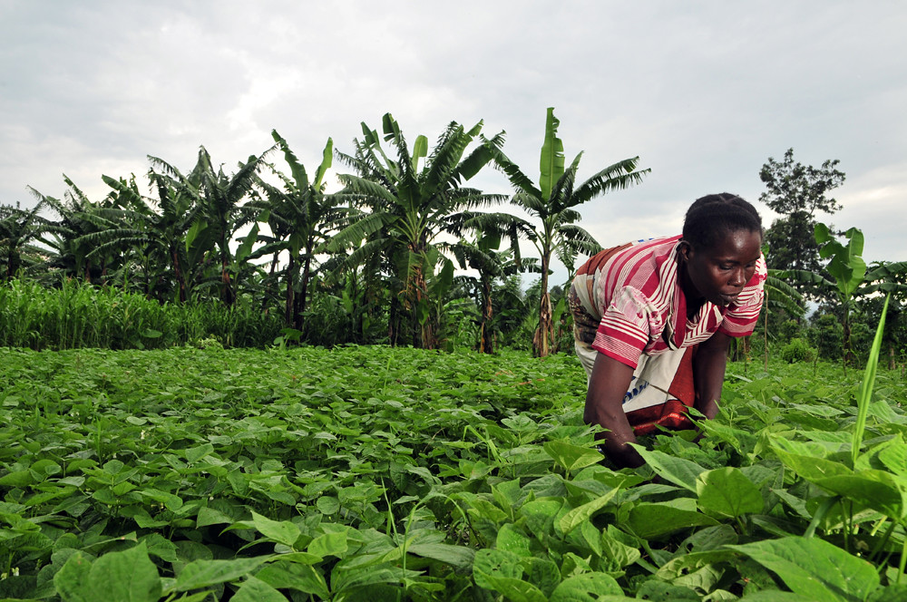 DRC 34 A bean farmer checks her crop in DR Congo. Credit … Flickr