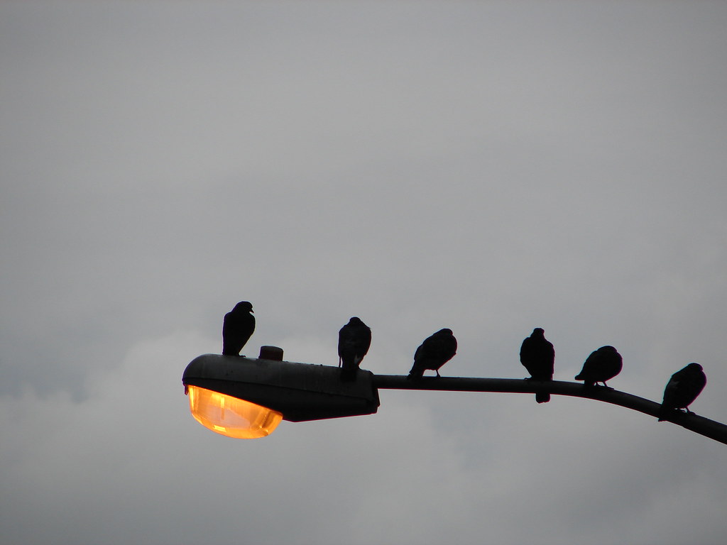Last one... turn off the light. Pigeons on street light in… Flickr