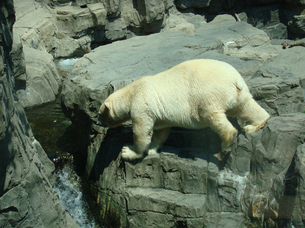 Polar Bear III Taken on a trip to the Central Park Zoo on … Flickr
