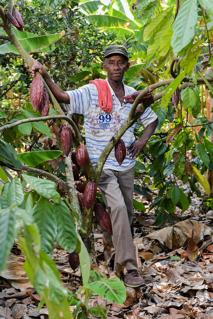 Cacao Colombia A farmer with one of his cacao trees, near … Flickr