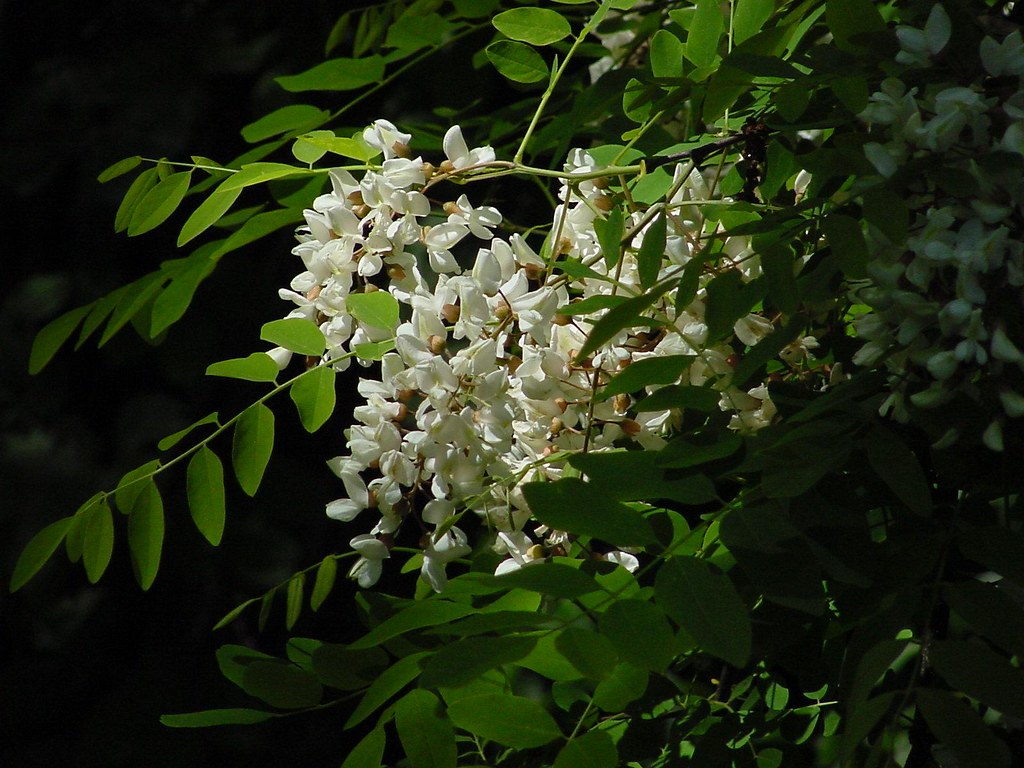 Honey Locust Tree Flowers A tree overhanging a creek in Sa… Flickr