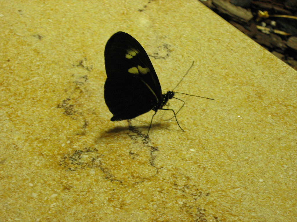 Black butterfly, yellow ledge. imhopper Flickr