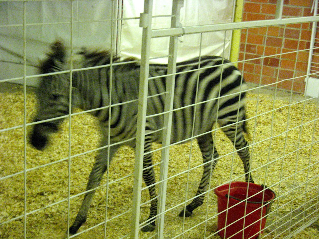 Dallas 2008 Texas State Fair Petting Zoo Zebra 1249 Flickr