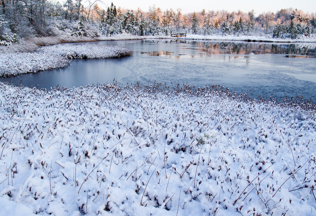 Ponemah Bog winter weeds December 2009 Amherst, NH dawn Fo… Flickr
