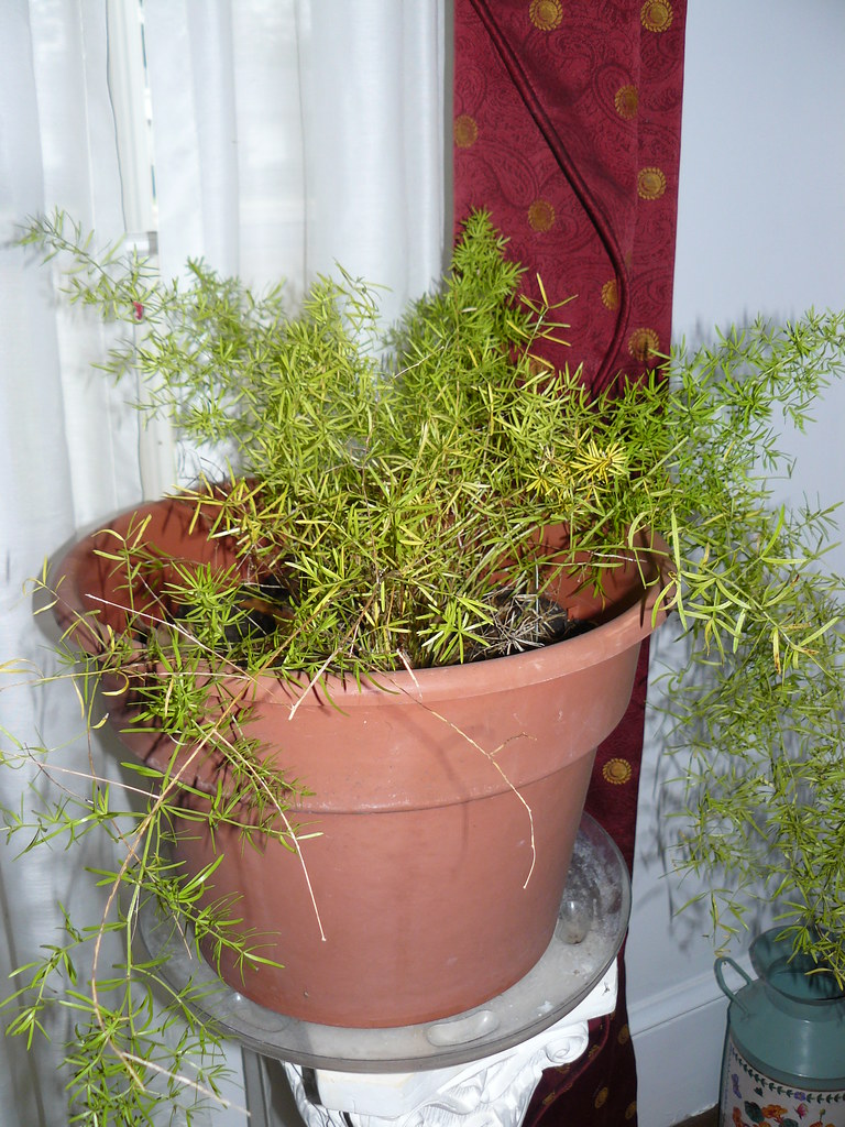 Asparagus Fern 365.364 During the winter, these ferns come… Flickr
