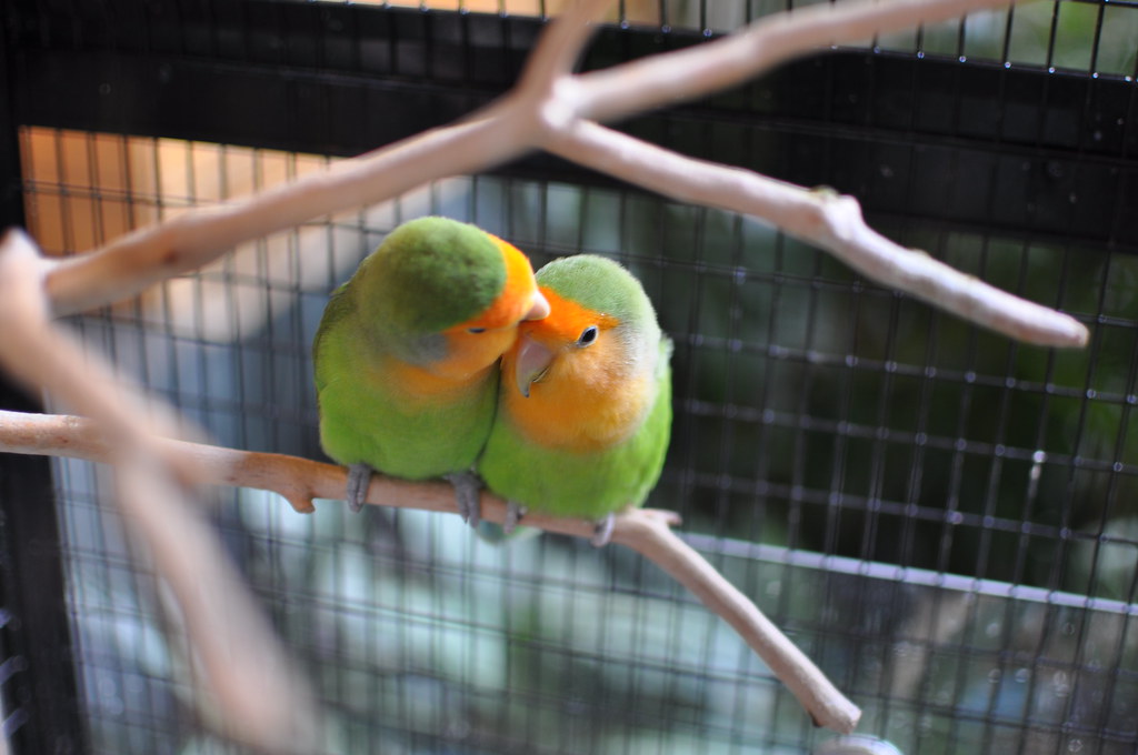 100214026 Atlanta Birds grooming. Mark Clifton Flickr