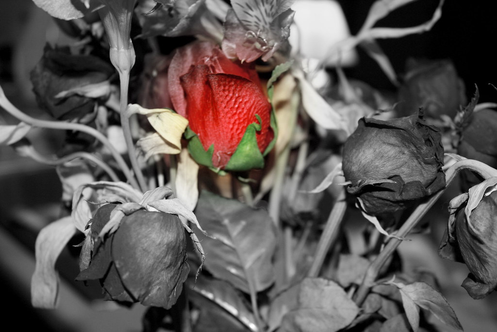 When the last rose dies My love for you is gone. Flickr