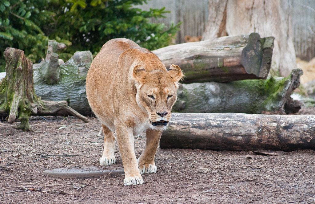 Very pregnant lioness She was so big..... Lion cubs to
