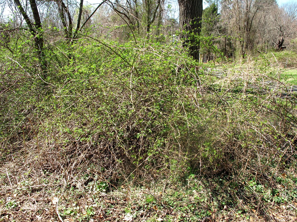 Invasive Multiflora Roses at Jay Property, Rye, NY Flickr