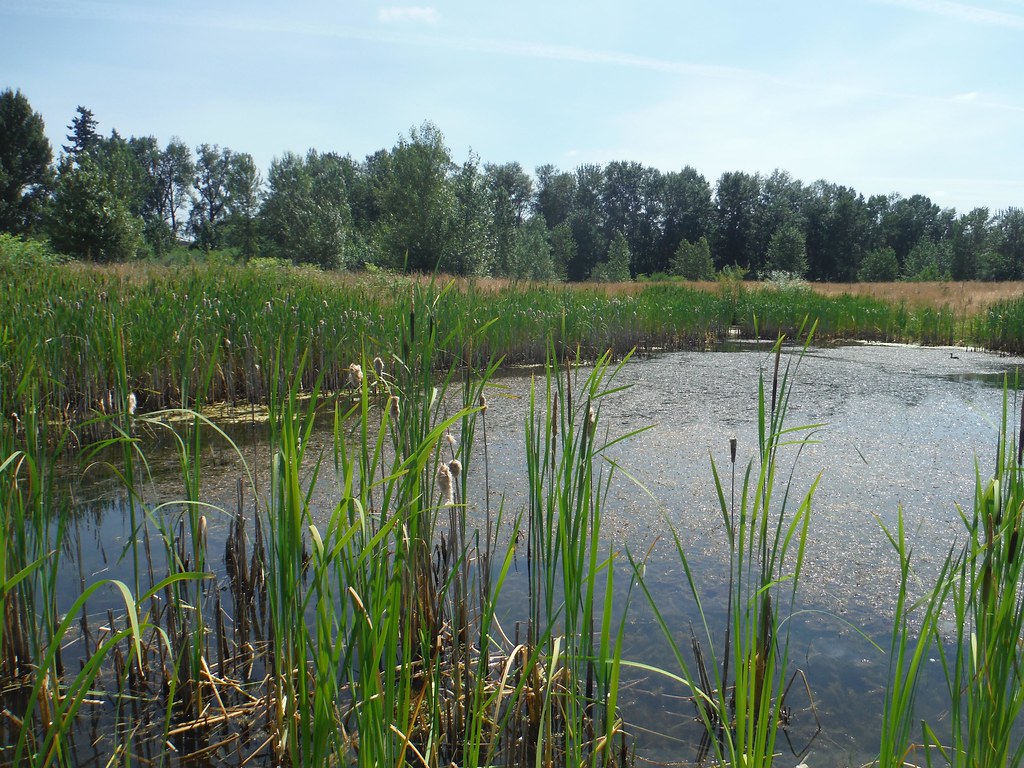Canby Sand and Gravel_wetland area Outstanding Reclamation… Flickr