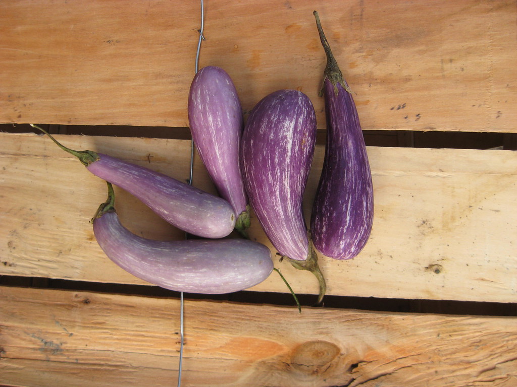 Eggplant, baby rosita Farmer Dave's Flickr
