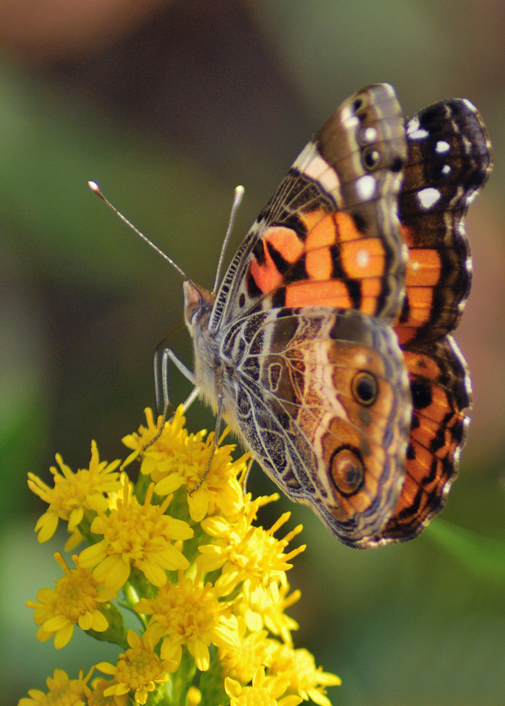 American Painted Lady Cape May Migratory Bird Refuge Cap… Flickr