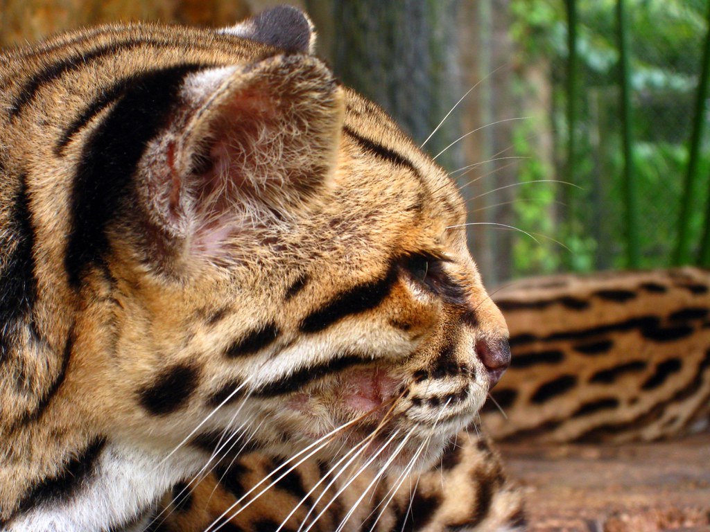 Ocelot in Costa Rica An ocelot up close. This was at a big… Flickr