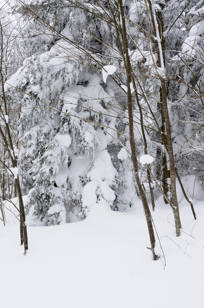 Cross Country Skiing in Canaan Valley Cross Country Skiing… Flickr
