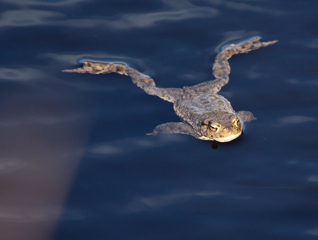 Review Of Do Toads Swim In Water References