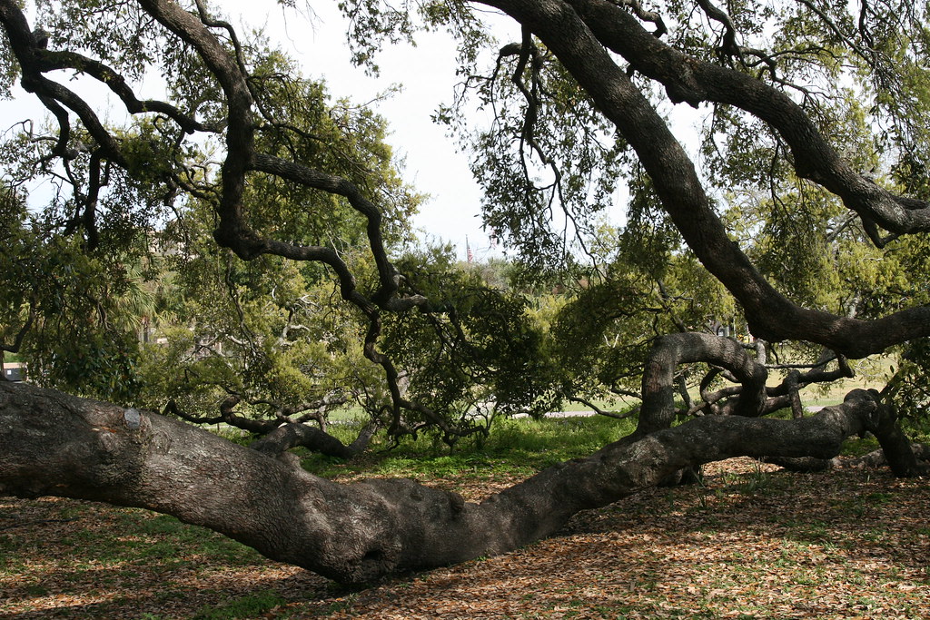 Jesse Ball DuPont Park 250 yr old oak tree, Jacksonville, … Flickr