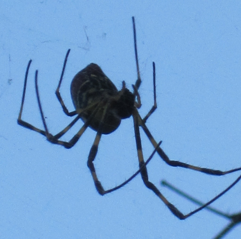 IMG_0591 Banana spider! Flickr