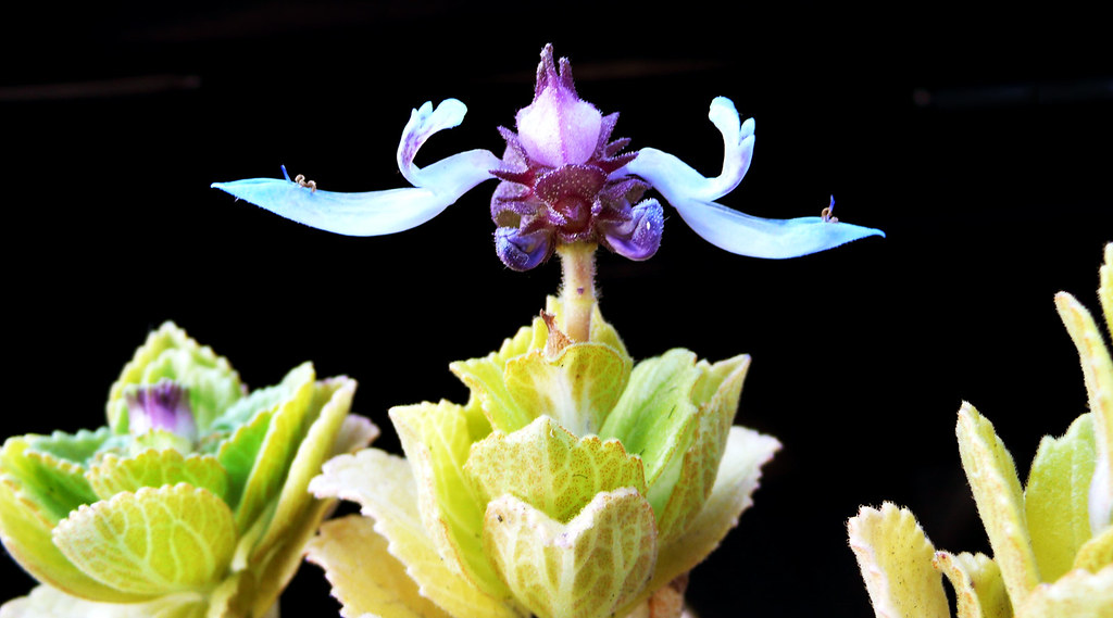 I smell like a skunk. I am coleus canina. Amazing flowerin… Flickr