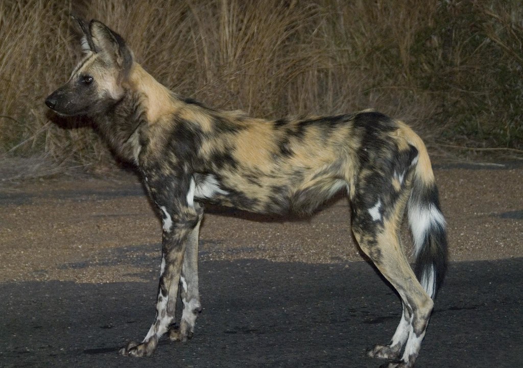 Wild dog on the hunt Wild Dogs are pretty rare around the … Flickr