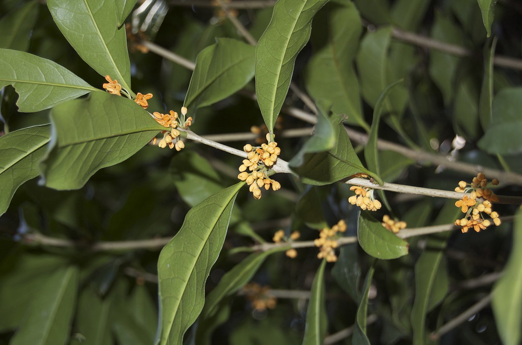 Autum smell in Japan What does Japan smells like in Autum?… Flickr