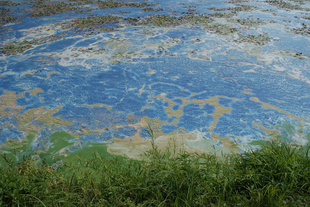 Lake Menomin Algae Bloom 5 Lake Menomin in Menomonie Wisco… Flickr