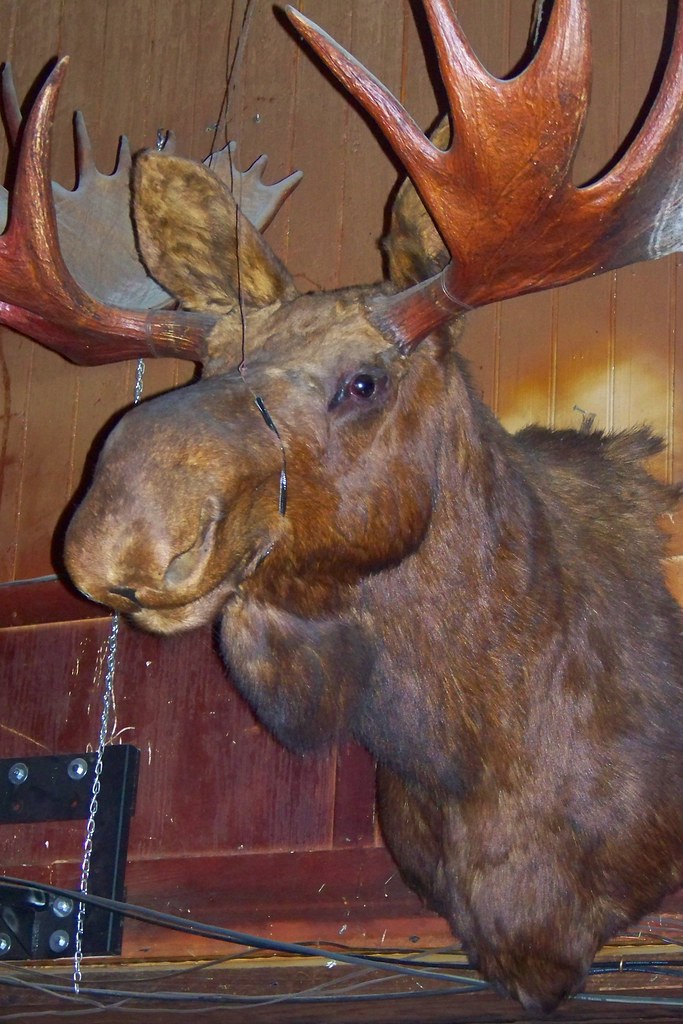 NorthSouth '09 This was one of THIRTEEN dead animal heads … Flickr