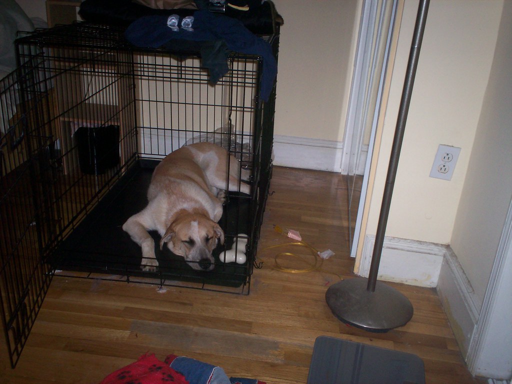 Napping in the Crate tps12 Flickr