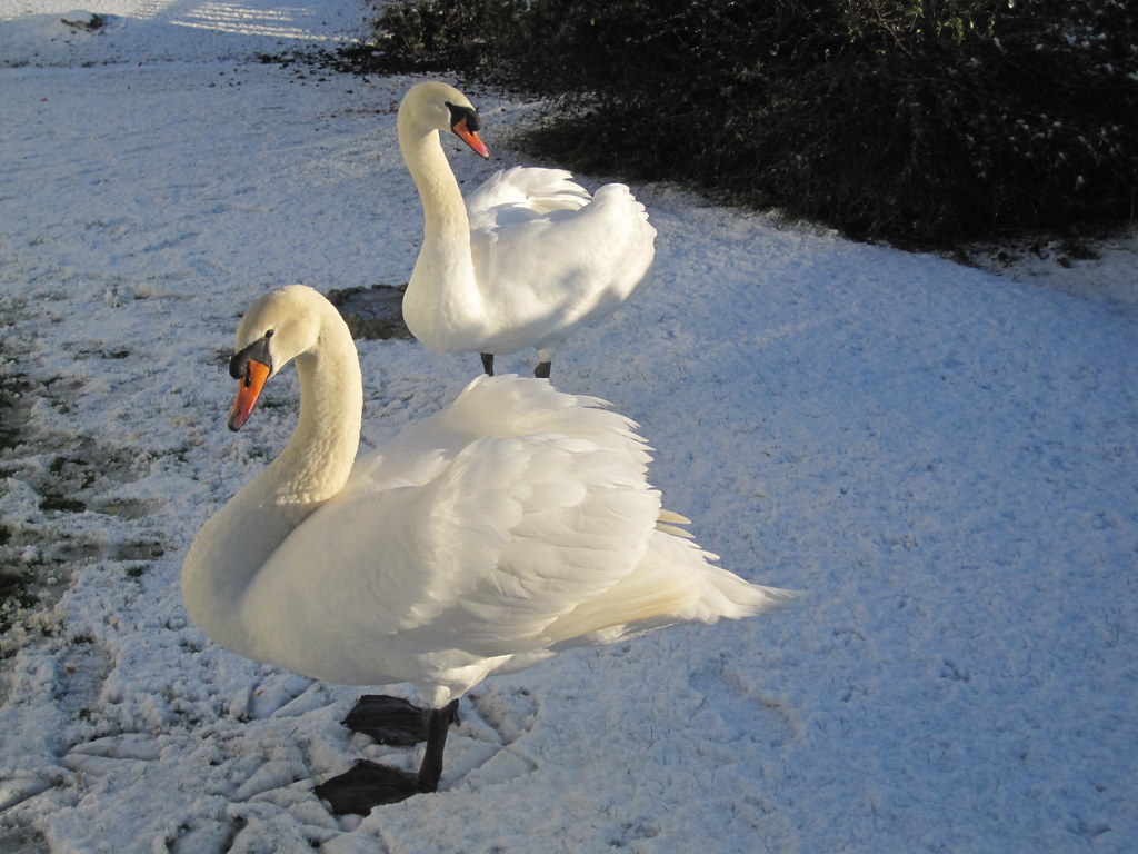 Pet Swans on our Lawn, If we dont see them come they will … Flickr