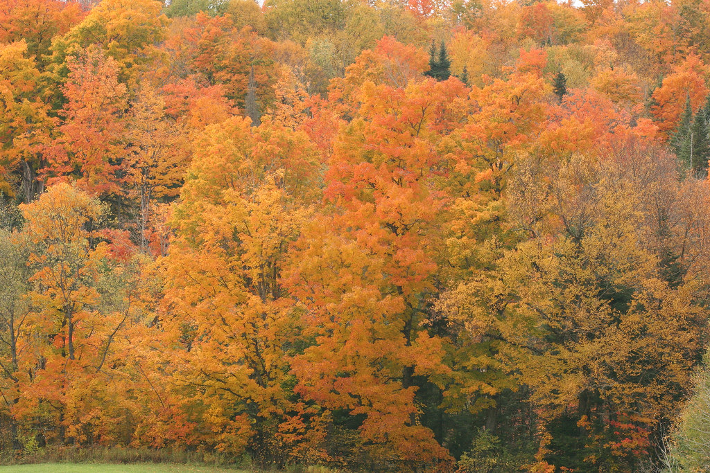 Elevation of Barr Hill Rd, Greensboro, VT, USA Topographic Map