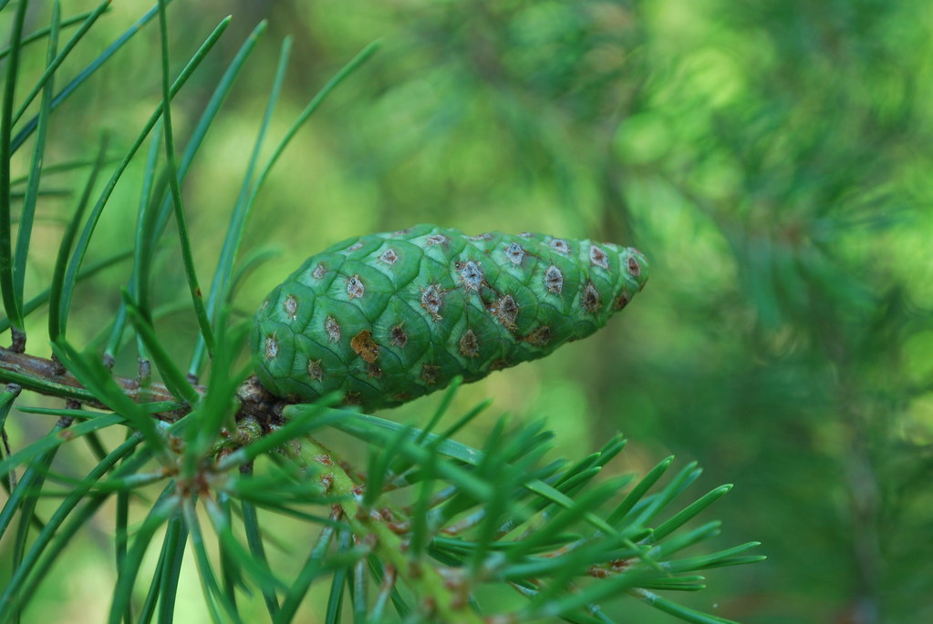 Jack Pine Cone Gotham Jack Pine Barrens Wisconsin State Na… Flickr