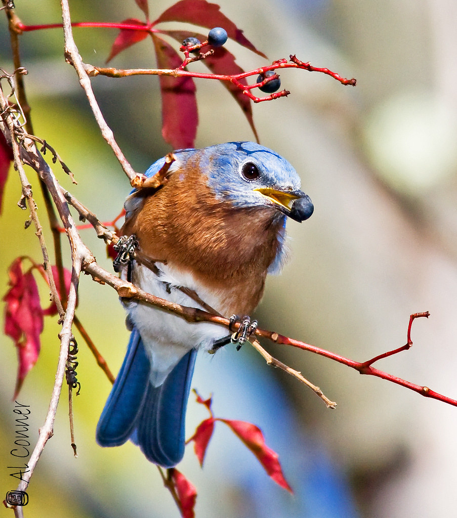 Eastern Bluebird Eating blueberries Fall 2009 Cheltenham W… Flickr