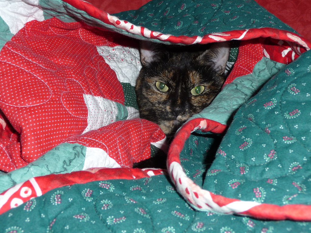 Peeking out of the blanket kitty cave Cold temperatures (h… Flickr