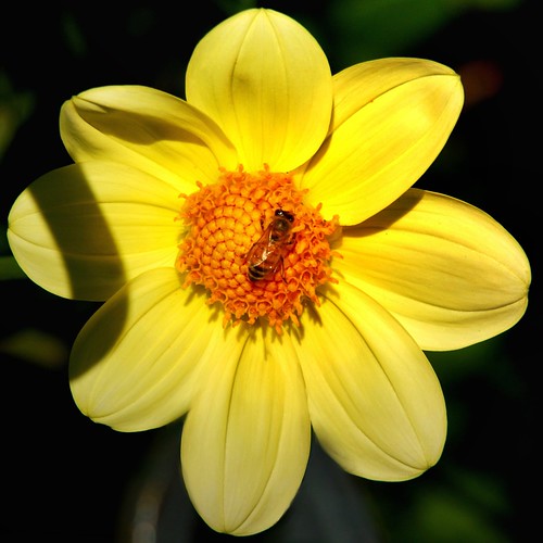 Bee on dahlia Honeybee on collerette dahlia Dahlia garden,… Flickr