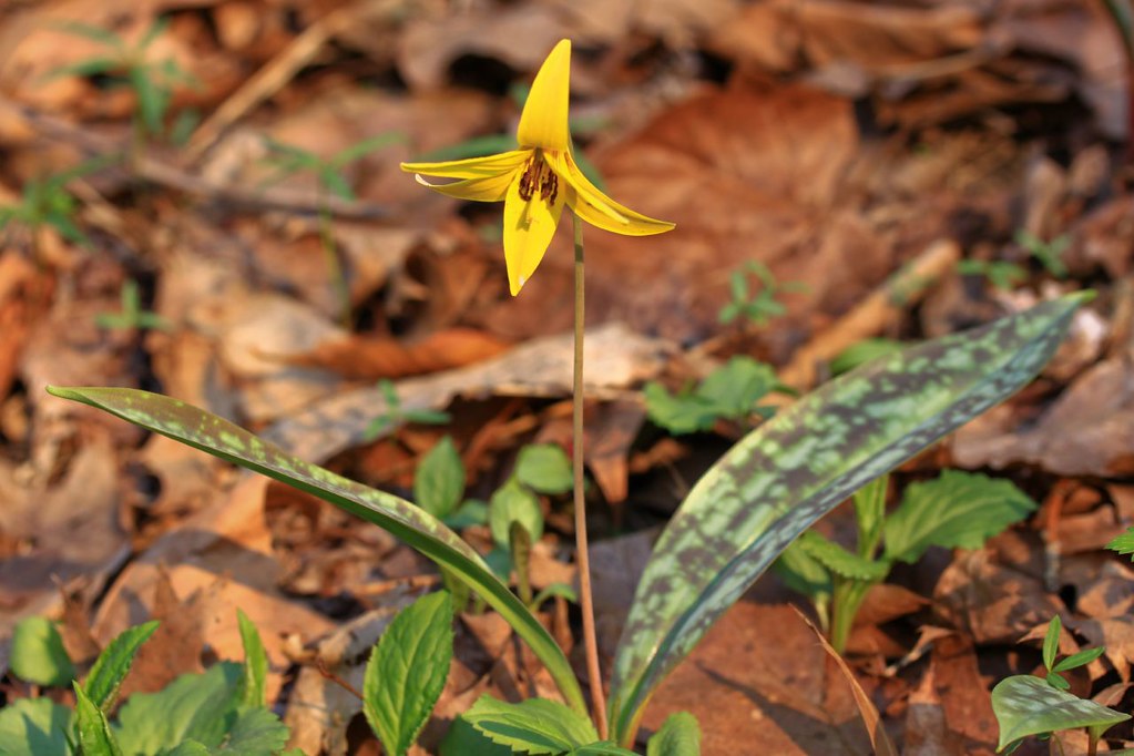 Yellow trout lily Spring wildflowers in Central Ohio's Bla… Flickr