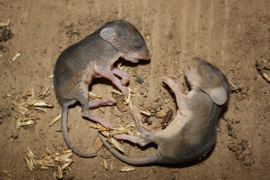 Beauty in Death A pair of dead baby mice found in our shed… Flickr