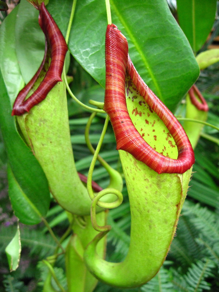pitcher plants at the botanical gardens Helen Graham Flickr