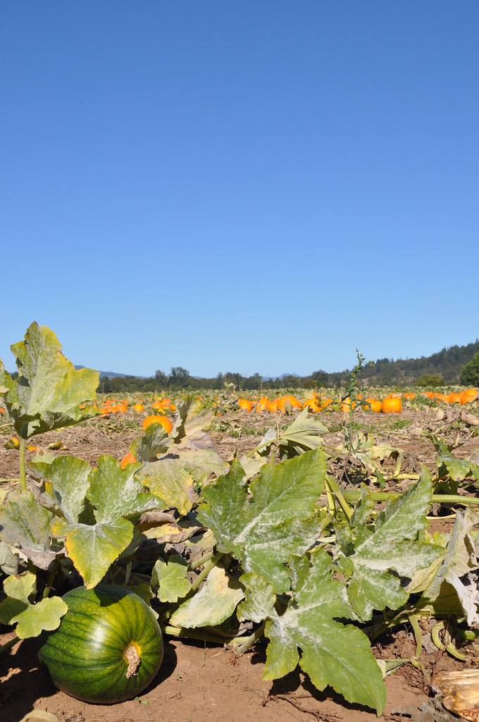 Pumpkin Patch Farm near Mount Pisgah Arboretum Eugene, Ore… Flickr