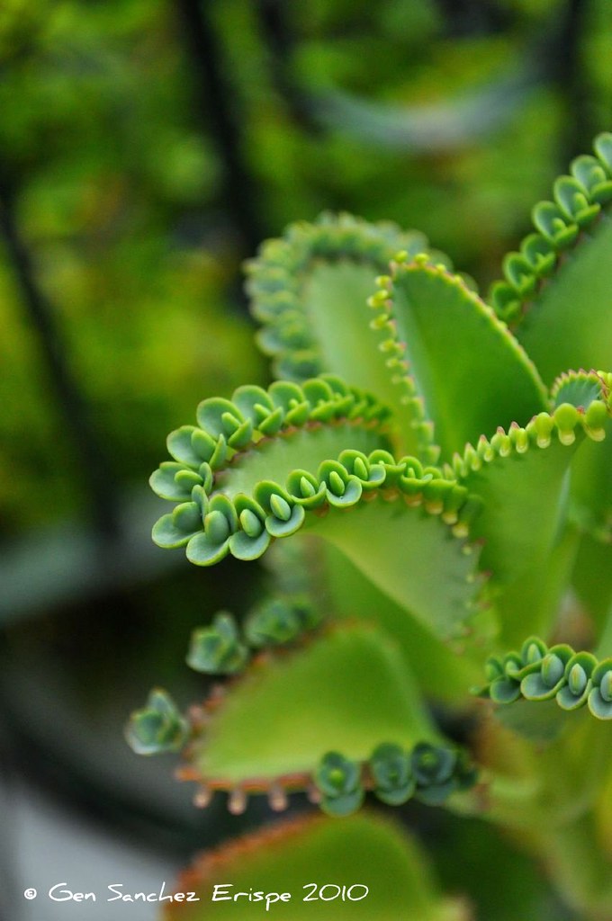 Katakataka.. The prolific plant.. see the small leaves al… Flickr