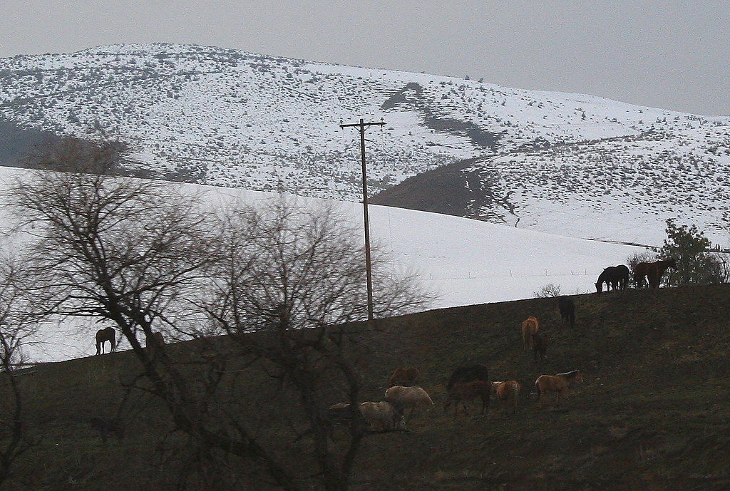 Horses near Weiser Idaho Horses near Weiser Idaho. Horse C… Flickr