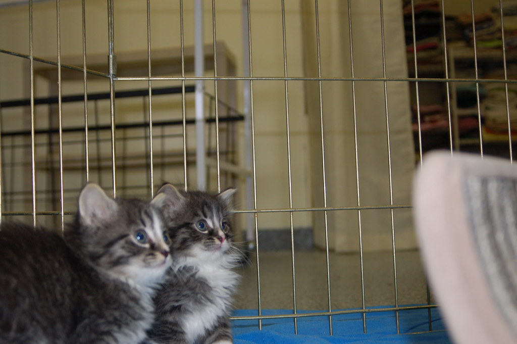 KITTENS! Lowell Humane Society Flickr