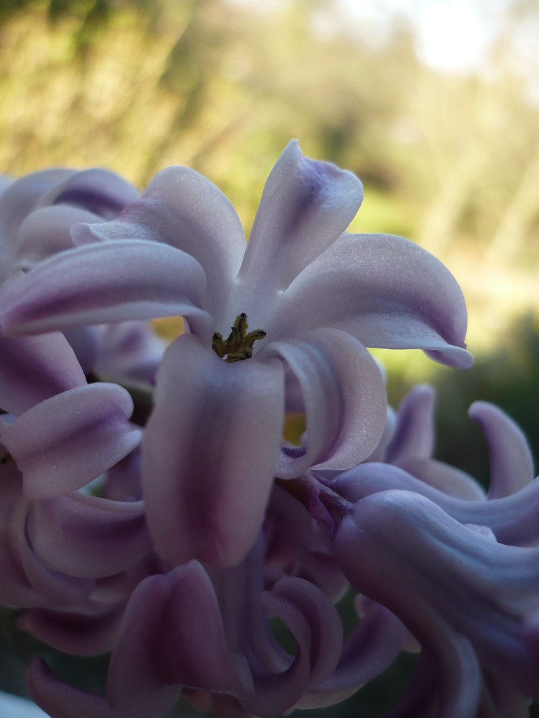 Hyacinth smells amazing Sarah Flickr