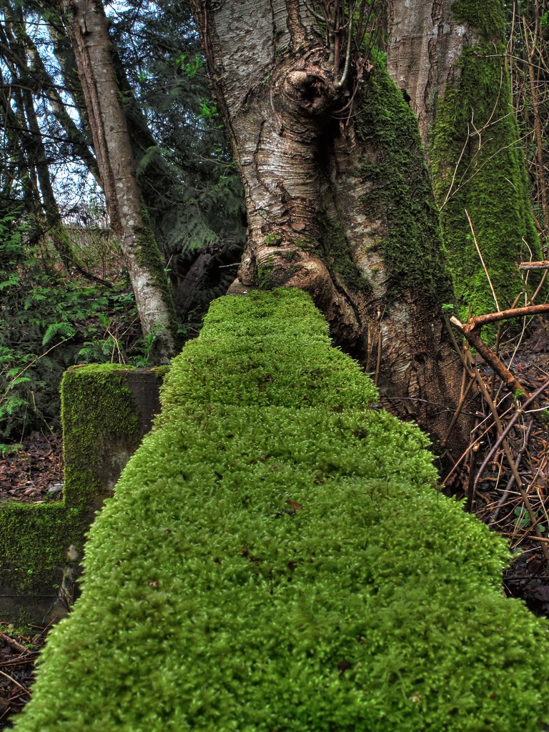 The green carpet A nice carpet of moss growing on top of a… Flickr