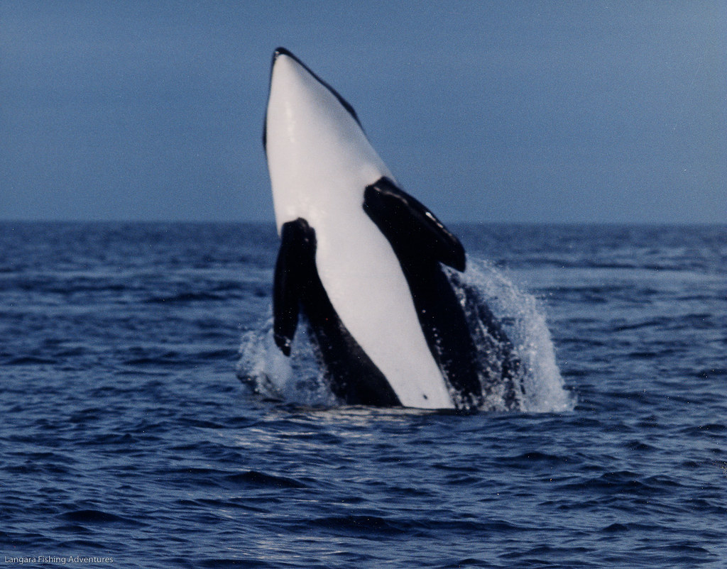Killer whale breaching World famous sport fishing and wild… Flickr