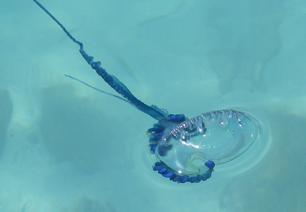 Blue Bottle Jellyfish a photo on Flickriver
