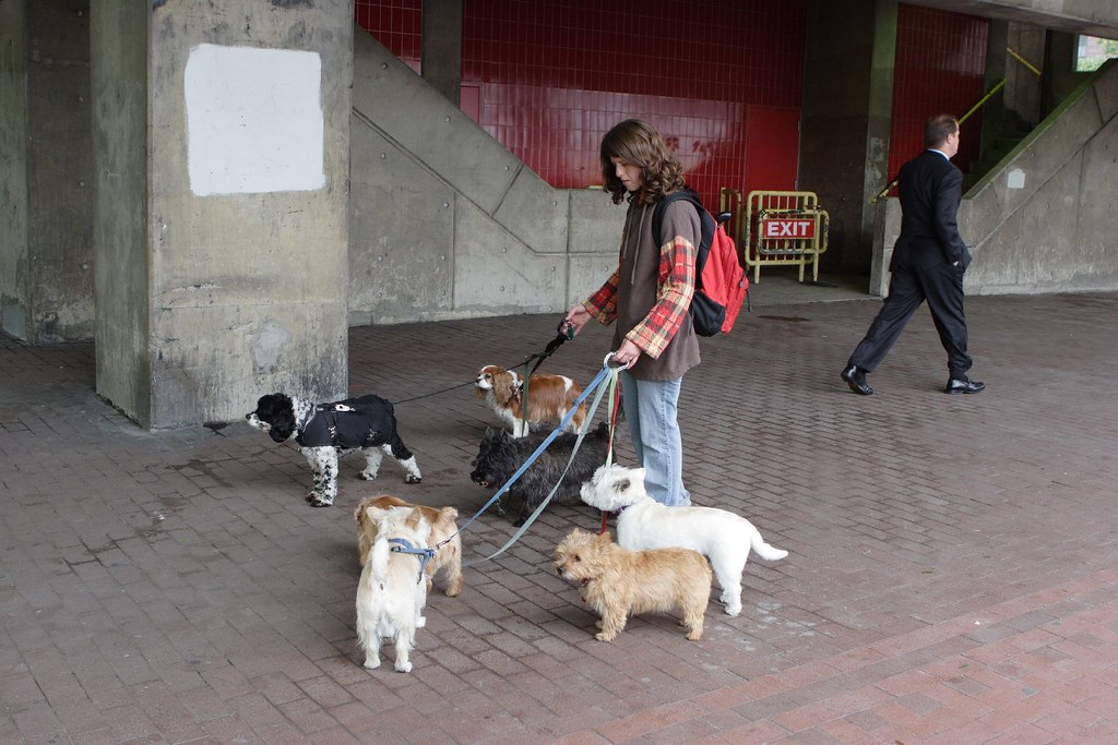 Dog walker In New York Christophe Roudet Flickr