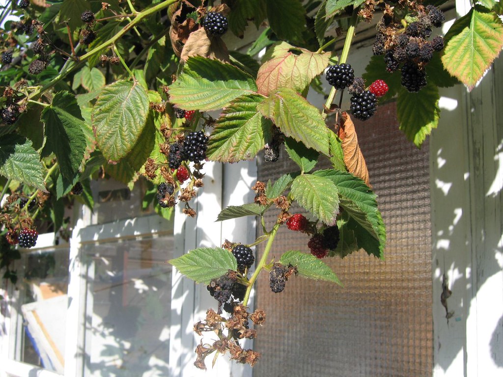 Blackberry bush Chris Applegate Flickr