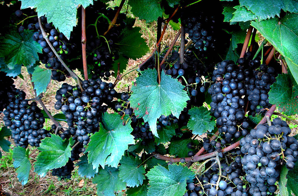Black grapes Just few seconds before grape harvest. Angelo Amboldi