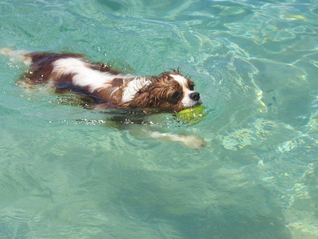 Yes, Cavalier King Charles Spaniels can swim Waiemaea Bay … Flickr