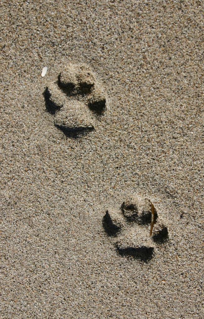 Dog footprints Met a dog and his caretaker on the beach. P… Flickr