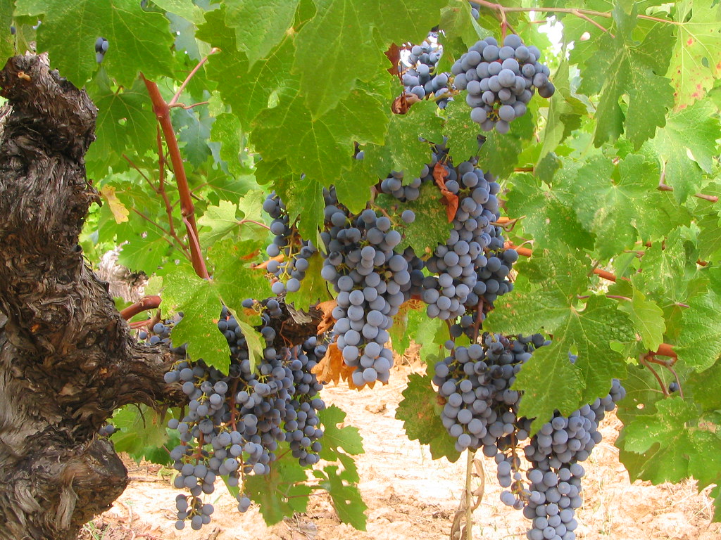 Grapes, Amador County CA Grapes, at a winery in Amador Cou… Flickr